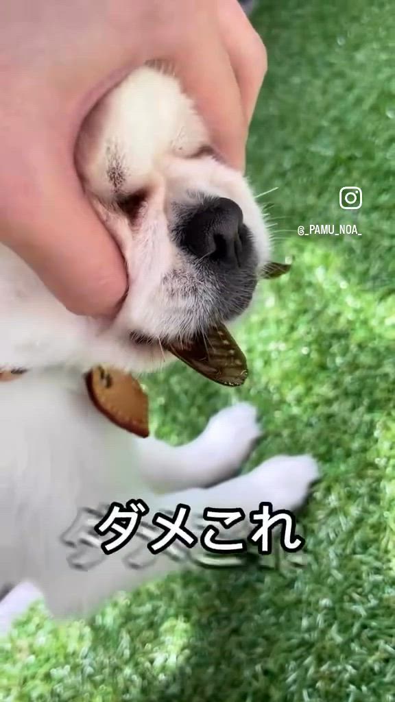 みれい